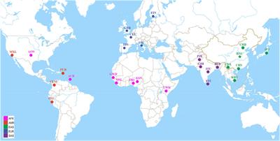 Genetic Structure and Forensic Feature of 38 X-Chromosome InDels in the Henan Han Chinese Population